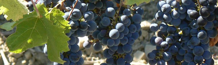 Vineyard Tours South of France