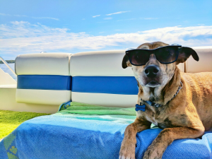 Dog on boat on holiday in the south of france