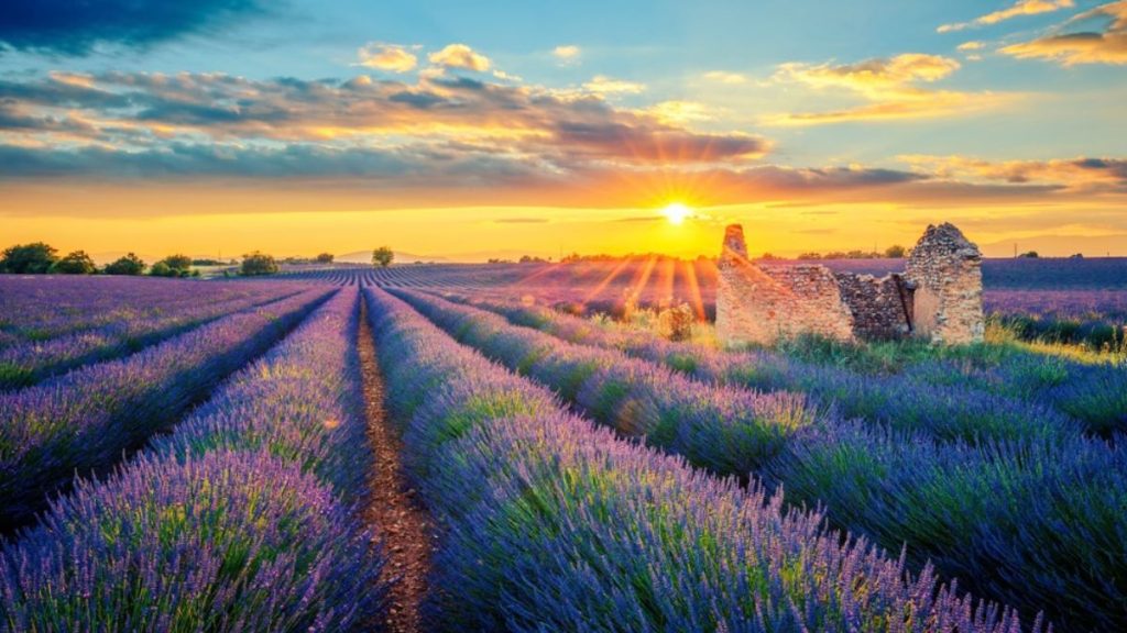 View over lavender fields with ruin during sunrise